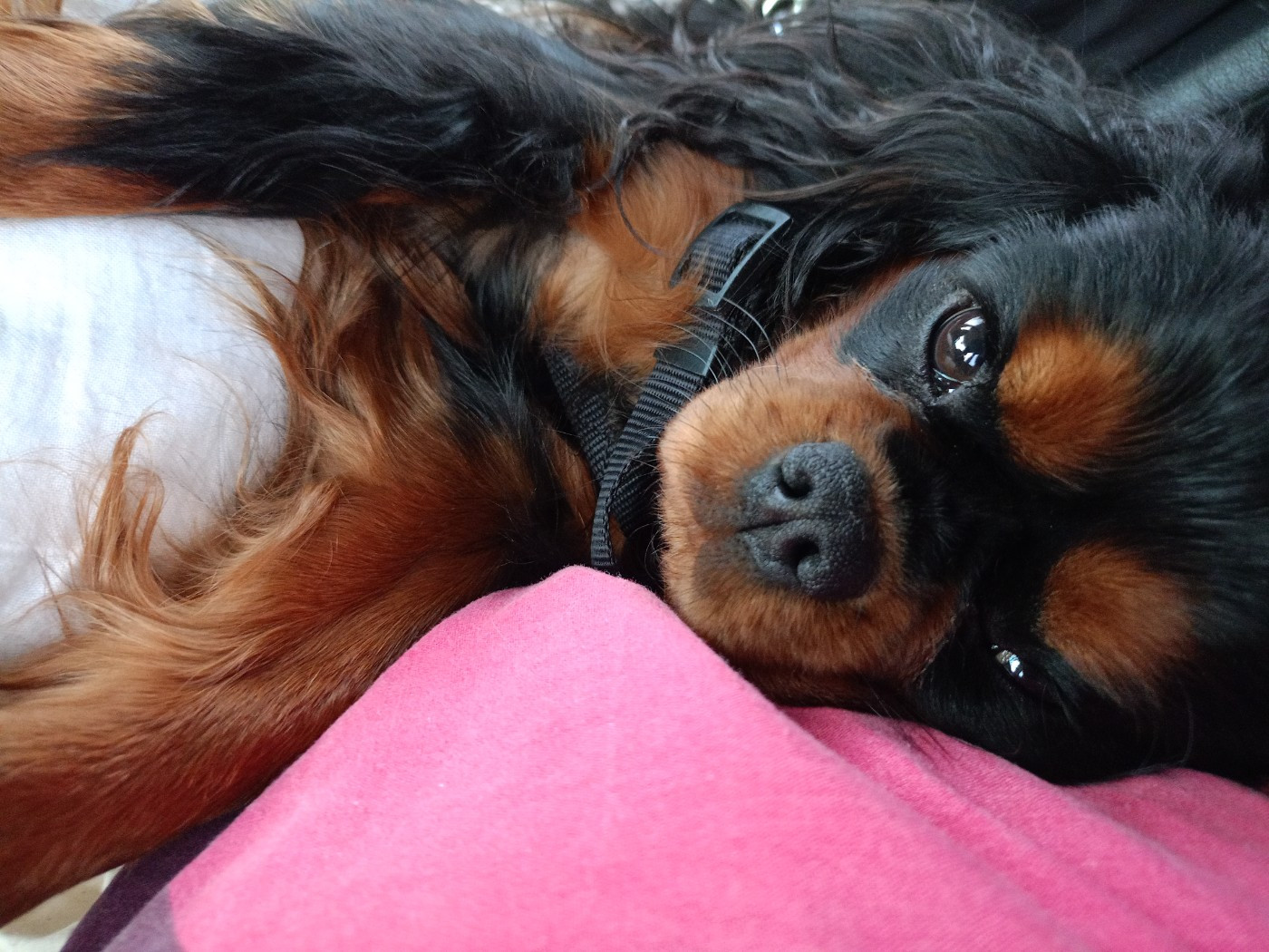 Thaïs Du Val De La Vezere