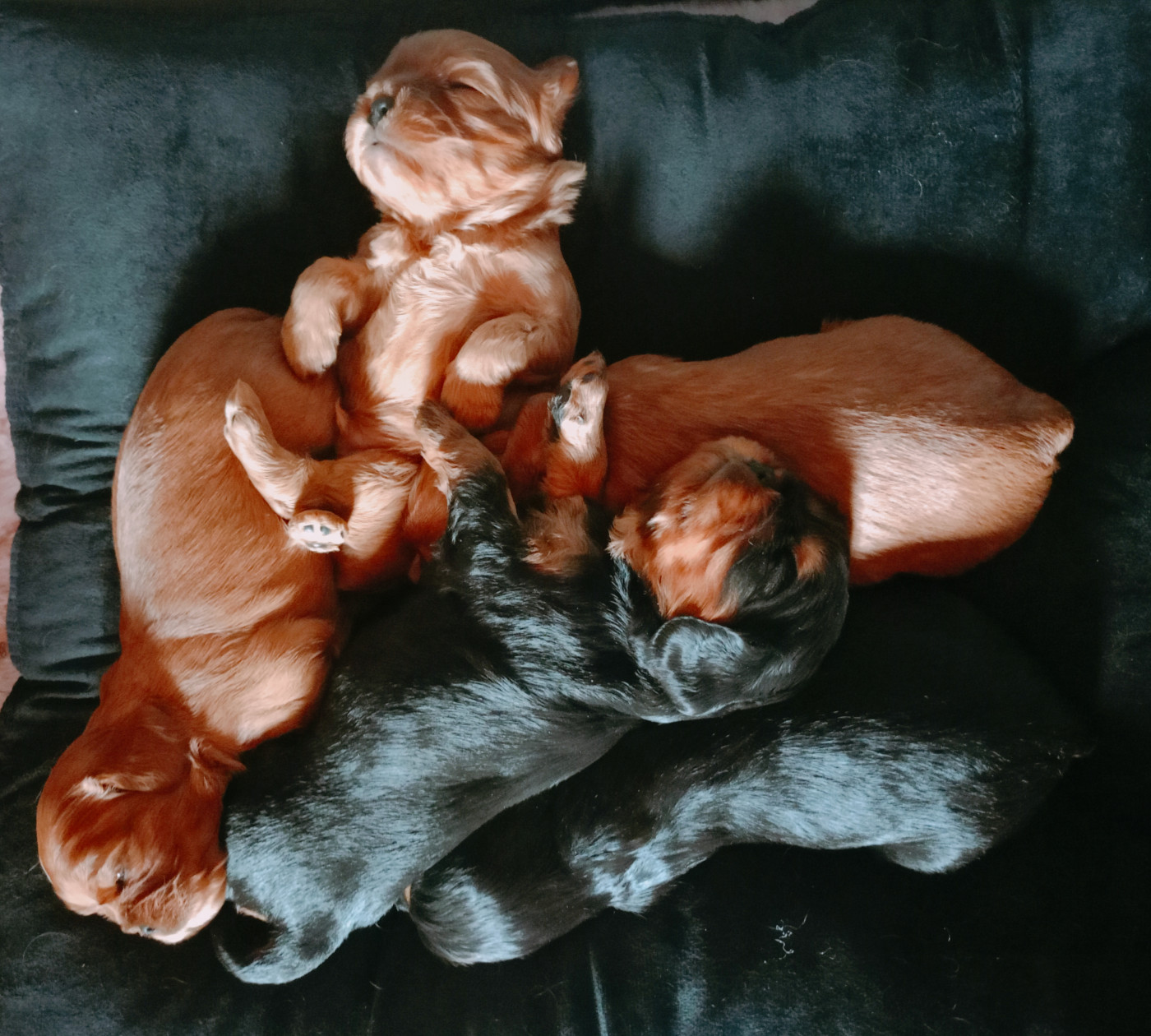 Chiot Cavalier King Charles Spaniel Des Fauves D'Aquitaine