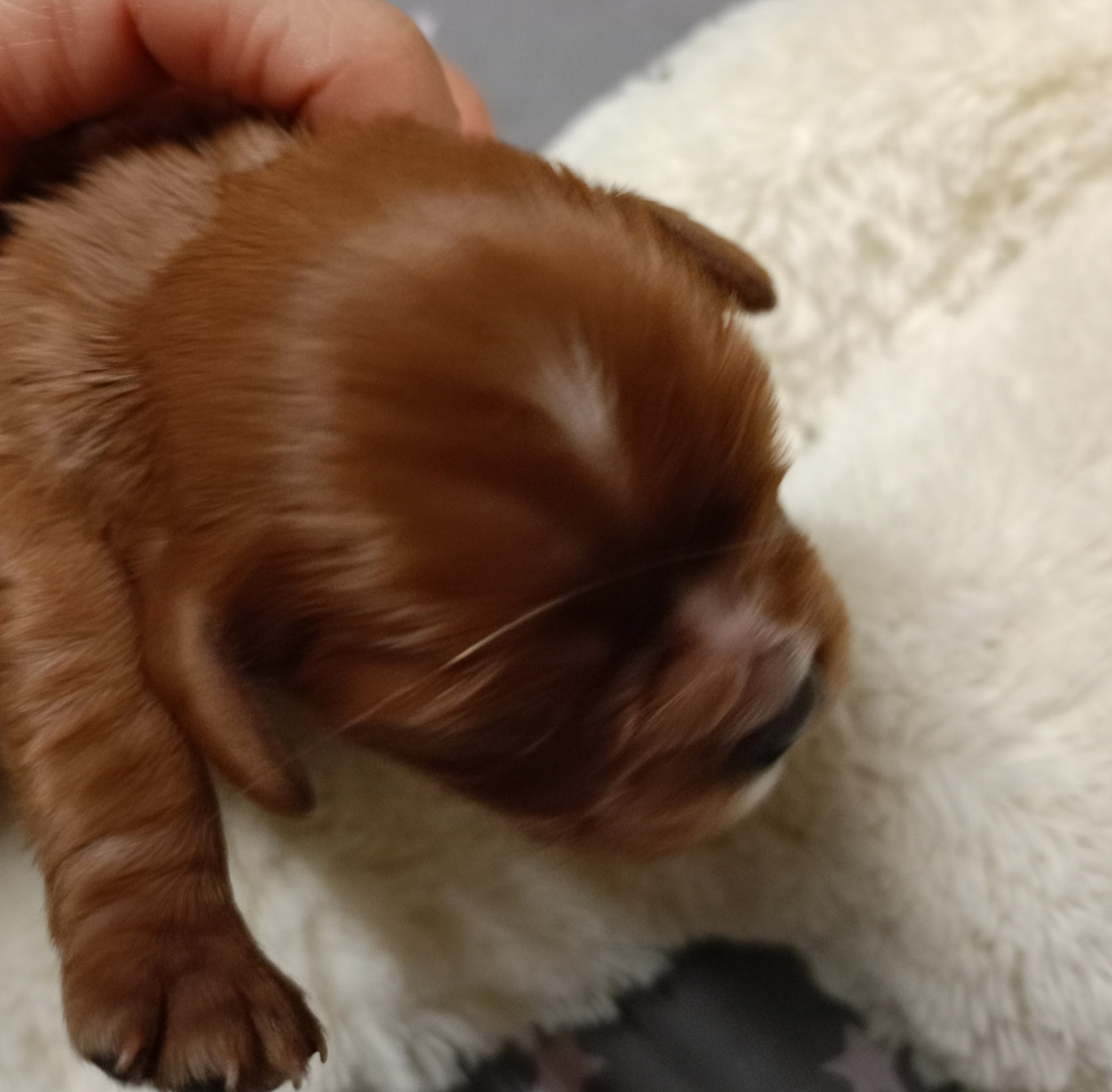 Des Fauves D'Aquitaine - Chiots disponibles - Cavalier King Charles Spaniel