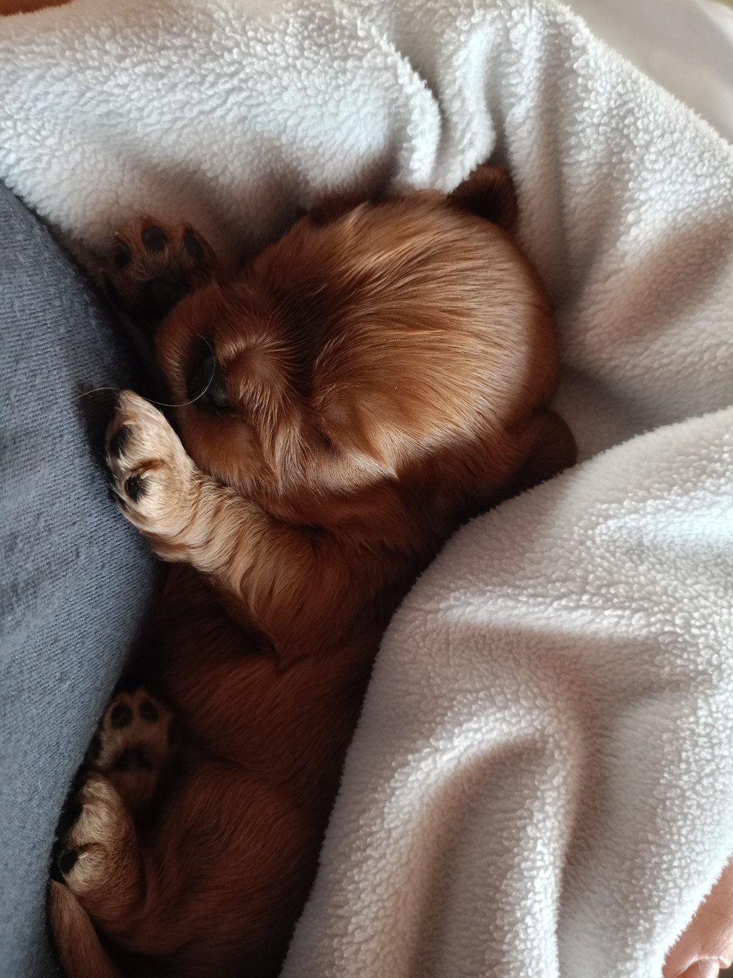 Des Fauves D'Aquitaine - Chiots disponibles - Cavalier King Charles Spaniel