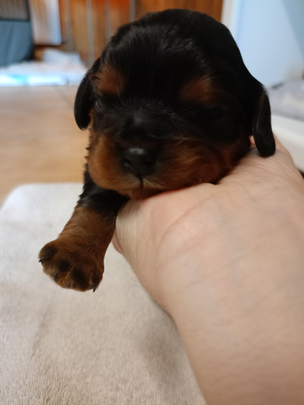 Des Fauves D'Aquitaine - Chiots disponibles - Cavalier King Charles Spaniel