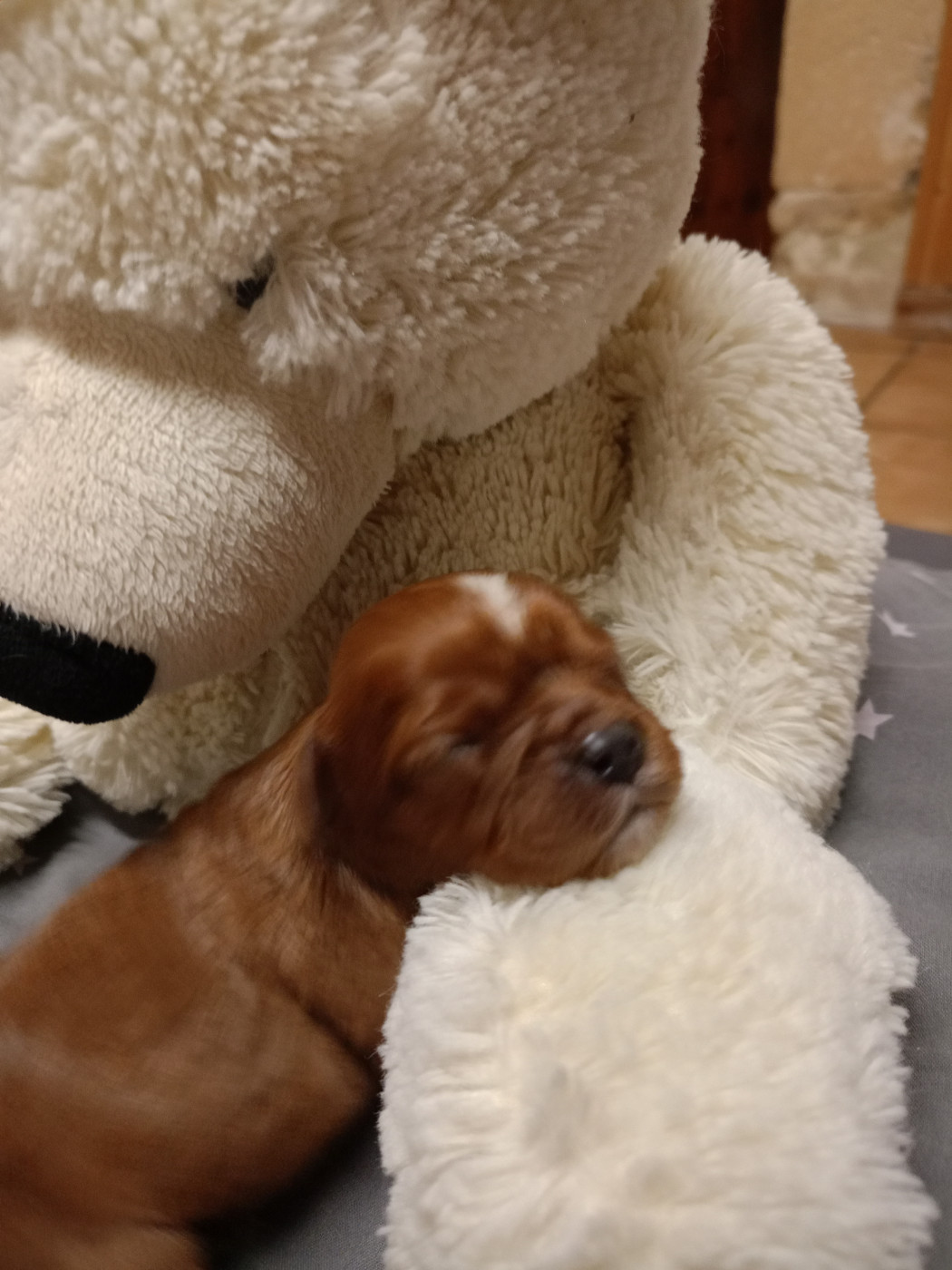 Des Fauves D'Aquitaine - Chiots disponibles - Cavalier King Charles Spaniel